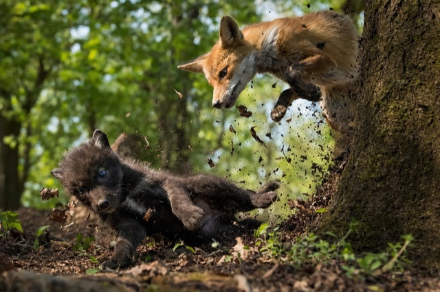 L’inseguimento tra i tronchi della foresta