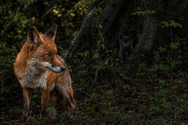 La volpe scopre il cucciolo presso la tana