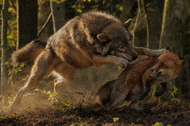 Sara piomba a difesa del cucciolo