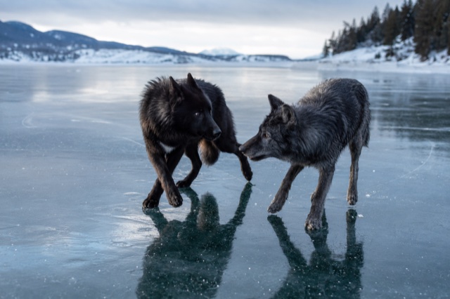 I cuccioli giocano sul ghiaccio trasparente del lago