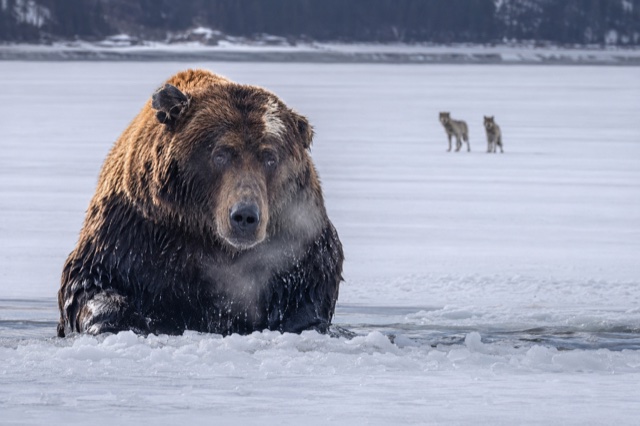 Il grizzly si ridesta dal letargo