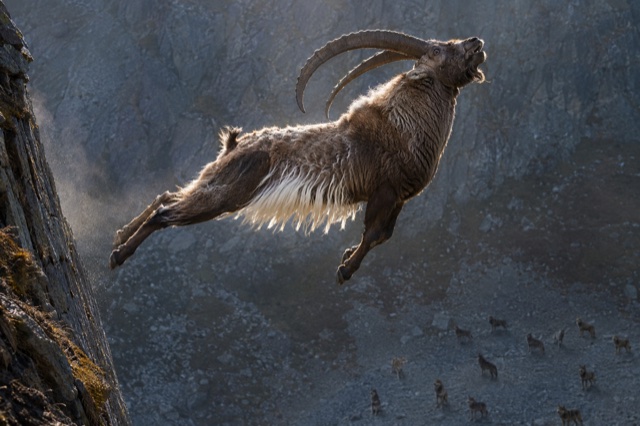 Il grande caprone contro il vuoto del calanco