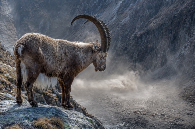 Il vecchio caprone dalle grandi corna sul ciglio del precipizio