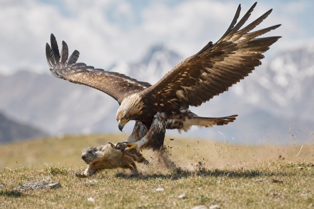 L’aquila si getta in picchiata sulla valle