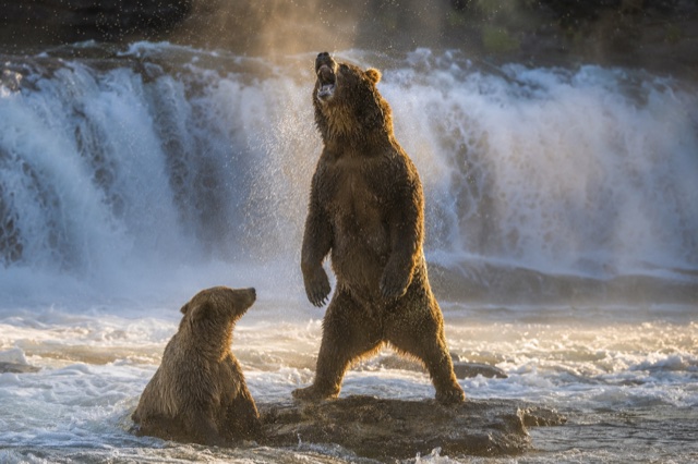 Il grizzly domina la cascata tra gli spruzzi