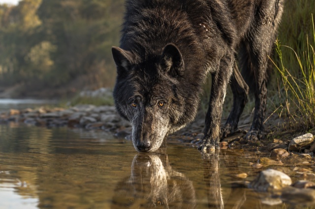 Un vecchio lupo nero si specchia nell’acqua del torrente